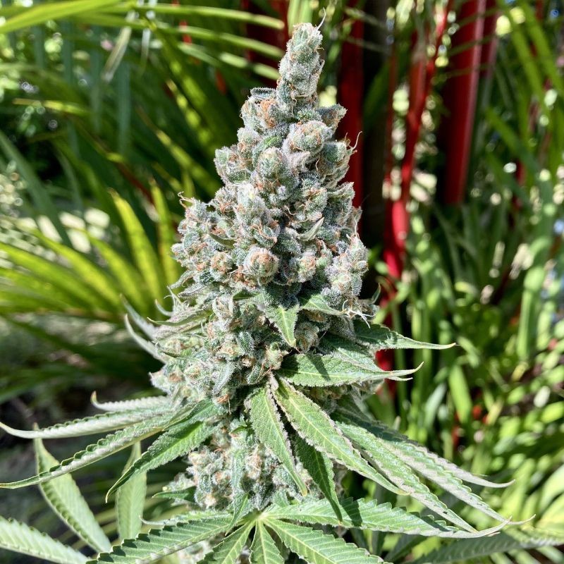 Nasiona marihuany Biddy Early 2 Fast - odmiana konopi