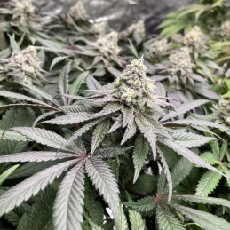 Nasiona marihuany Guerilla Gold x Passion - odmiana konopi