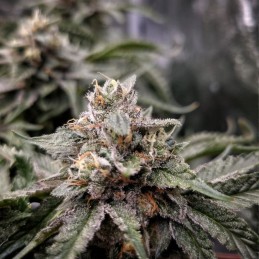 Nasiona marihuany Guerilla Gold Fast - odmiana konopi
