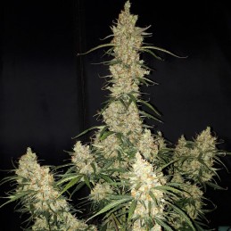 Nasiona marihuany automatyczne Big Devil 2 Auto - odmiana konopi
