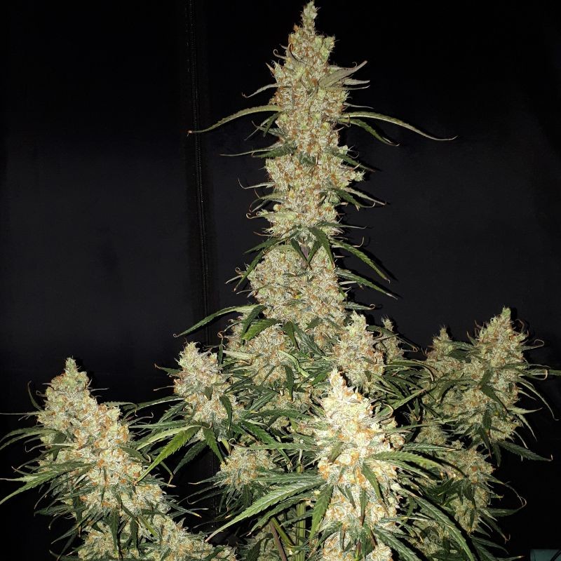 Nasiona marihuany automatyczne Big Devil 2 Auto - odmiana konopi