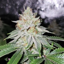 Nasiona marihuany automatyczne Big Devil Auto - odmiana konopi
