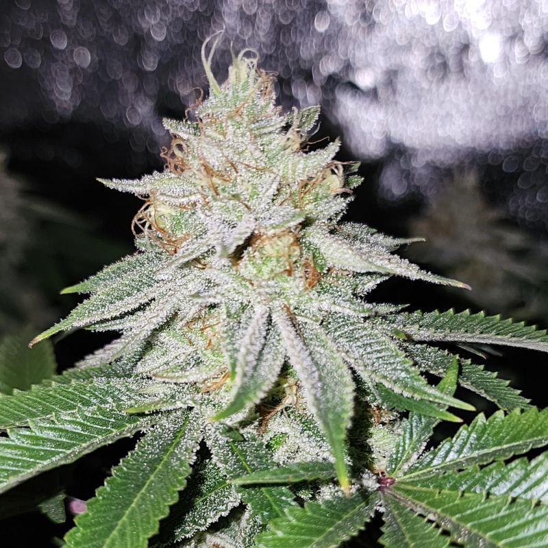 Nasiona marihuany automatyczne Big Devil Auto - odmiana konopi