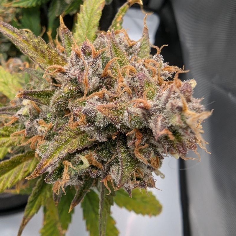 Nasiona marihuany automatyczne Great White Shark Auto - odmiana konopi