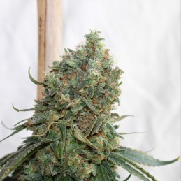 Nasiona marihuany automatyczne Grapefruit Auto - odmiana konopi