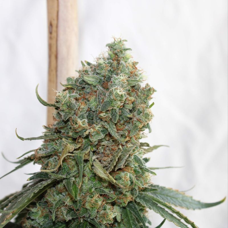 Nasiona marihuany automatyczne Grapefruit Auto - odmiana konopi