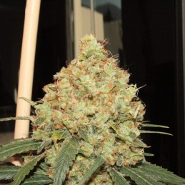 Nasiona marihuany Gorilla Maroc Fast - odmiana konopi