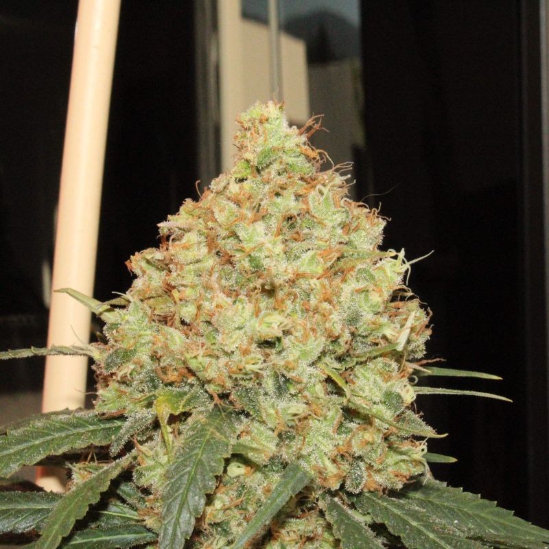 Nasiona marihuany Gorilla Maroc Fast - odmiana konopi