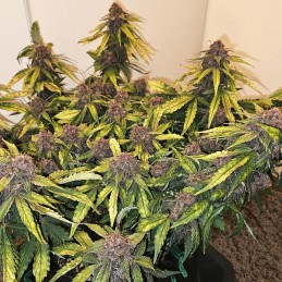 Nasiona marihuany Gorilla Red Mandarine Fast - odmiana konopi