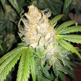 Nasiona marihuany automatyczne Gorilla Cookies Auto - odmiana konopi