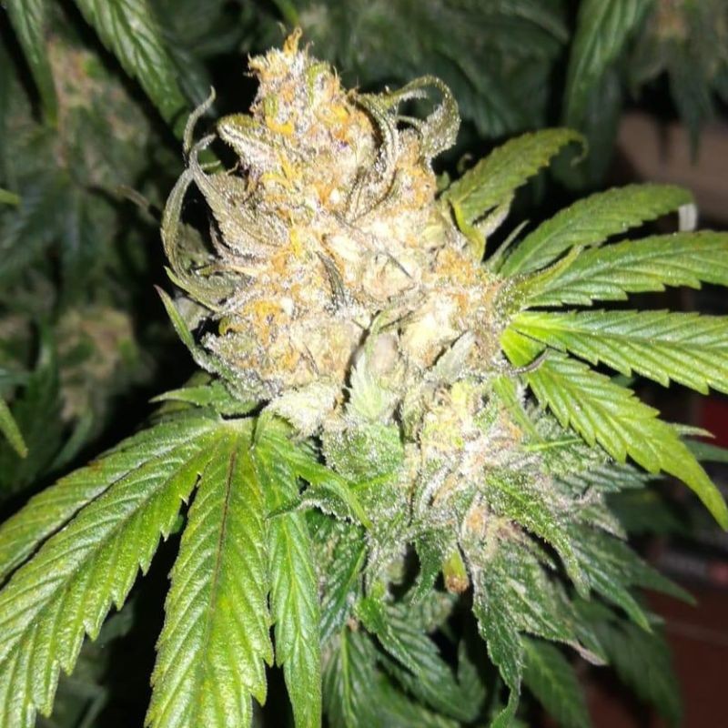 Nasiona marihuany automatyczne Gorilla Cookies Auto - odmiana konopi