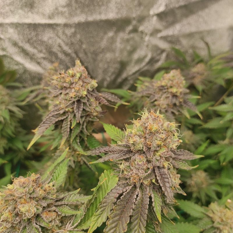 Nasiona marihuany Fast Shaman - odmiana konopi