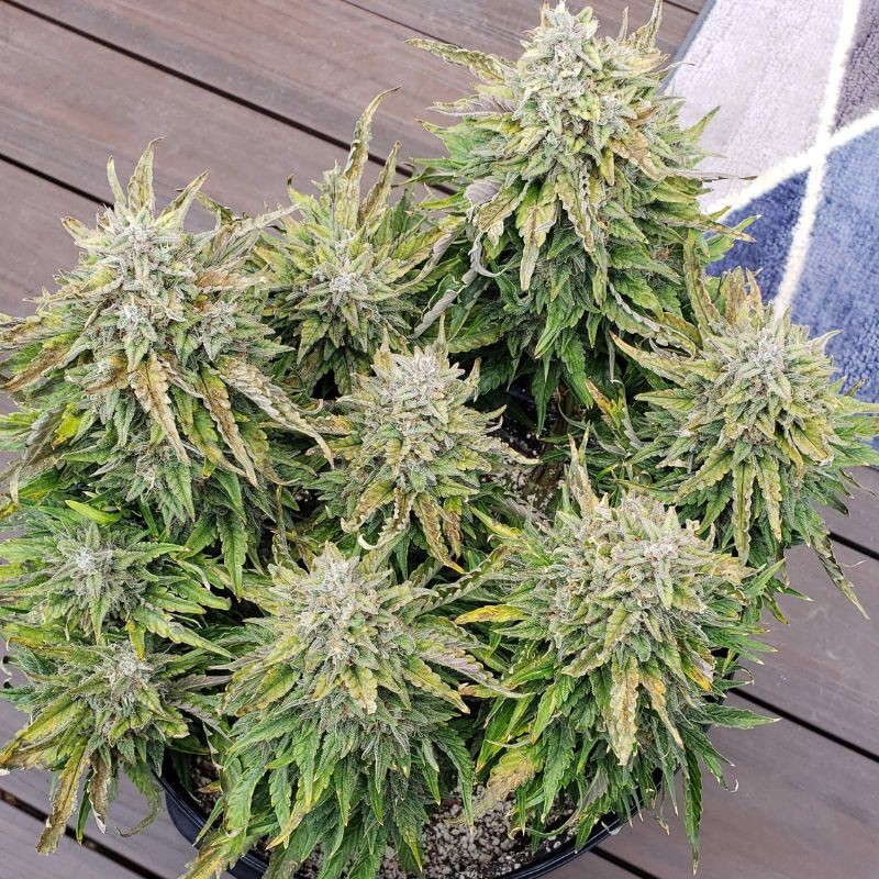 Nasiona marihuany automatyczne Bubba Kush Auto - odmiana konopi