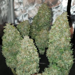 Nasiona marihuany Fast Passion - odmiana konopi