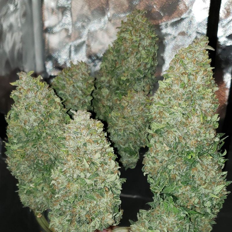 Nasiona marihuany Fast Passion - odmiana konopi