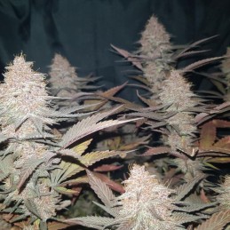 Nasiona marihuany Easy Sativa x Passion - odmiana konopi