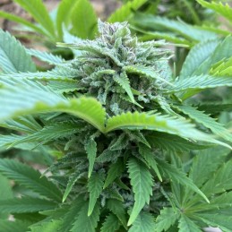 Nasiona marihuany Easy Sativa Fast - odmiana konopi