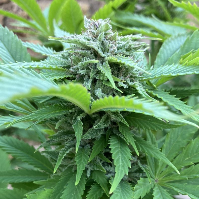 Nasiona marihuany Easy Sativa Fast - odmiana konopi