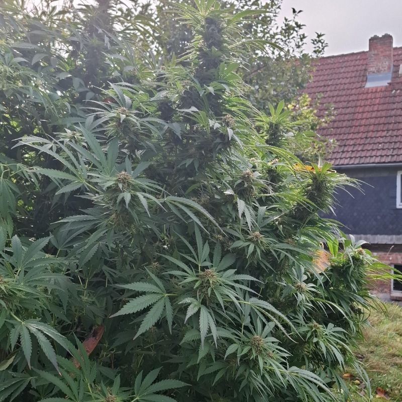 Nasiona marihuany Early Skunk - odmiana konopi