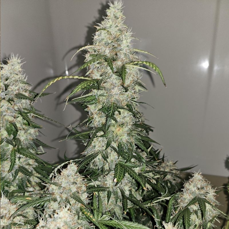 Nasiona marihuany automatyczne C4 Auto - odmiana konopi