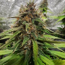 Nasiona medycznej marihuany Durban Poison x Passion - odmiana konopi