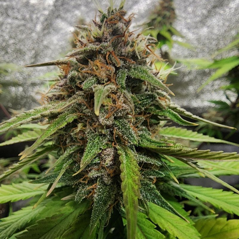 Nasiona medycznej marihuany Durban Poison x Passion - odmiana konopi