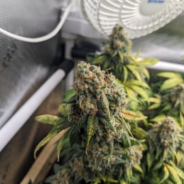 Nasiona marihuany automatyczne Crystal Meth Auto - odmiana konopi