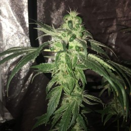 Nasiona marihuany automatyczne Critical Purple Auto - odmiana konopi