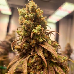 Nasiona marihuany Critical Fast - odmiana konopi