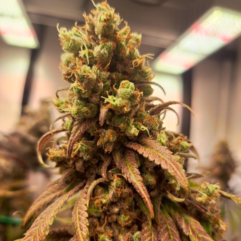 Nasiona marihuany Critical Fast - odmiana konopi