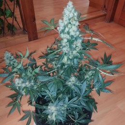 Nasiona marihuany automatyczne Chronic Auto - odmiana konopi