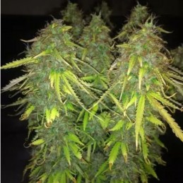 Nasiona marihuany automatyczne Chocolope Auto - odmiana konopi