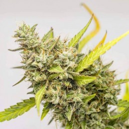 Nasiona marihuany Cheese Fast - odmiana konopi
