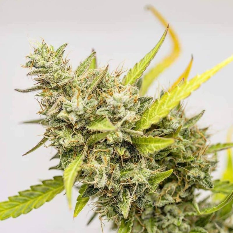 Nasiona marihuany Cheese Fast - odmiana konopi