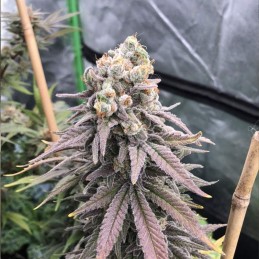 Nasiona marihuany Wonder Pie - opis odmiany konopi