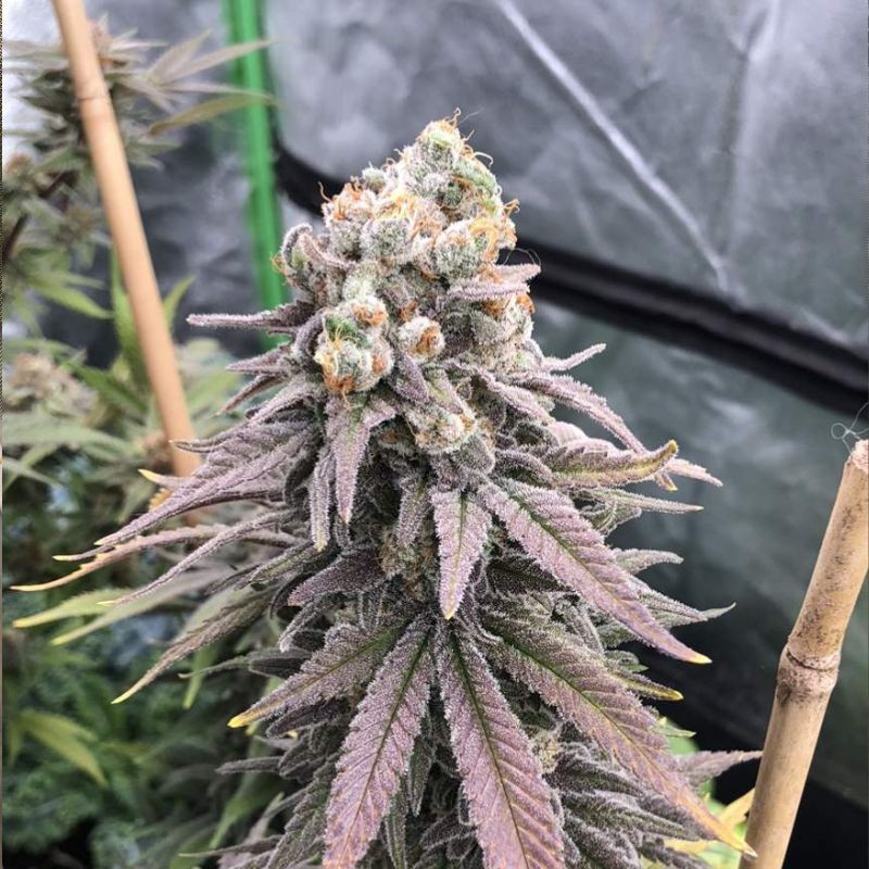 Nasiona marihuany Wonder Pie - opis odmiany konopi