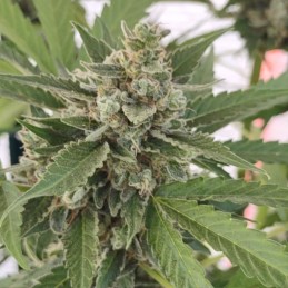 Nasiona marihuany automaty medyczne White Widow Auto CBD - opis odmiany konopi