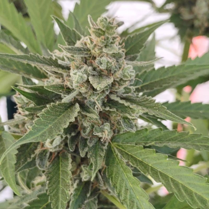 Nasiona marihuany automaty medyczne White Widow Auto CBD - opis odmiany konopi