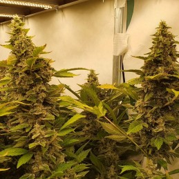 Nasiona marihuany Velvet Moon - opis odmiany konopi