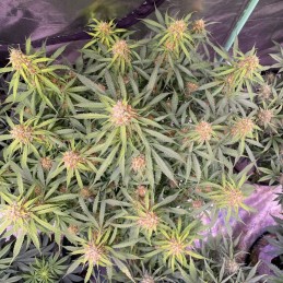 Nasiona marihuany A.M.S. - odmiana konopi