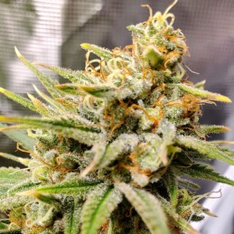 Nasiona medycznej marihuany The Church CBD - opis odmiany konopi