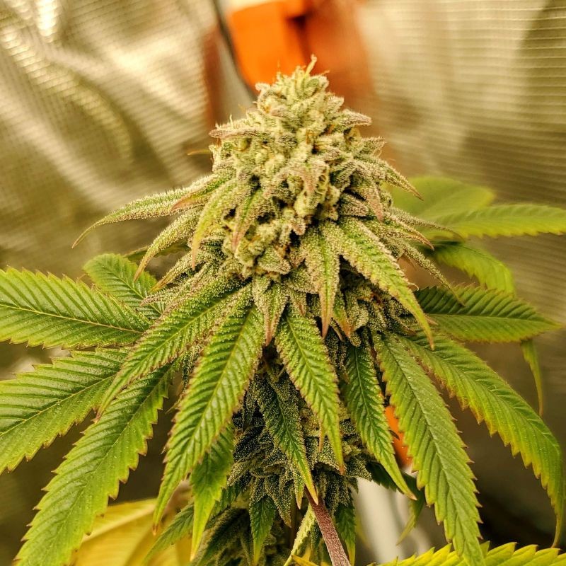 Nasiona marihuany The Church - opis odmiany konopi