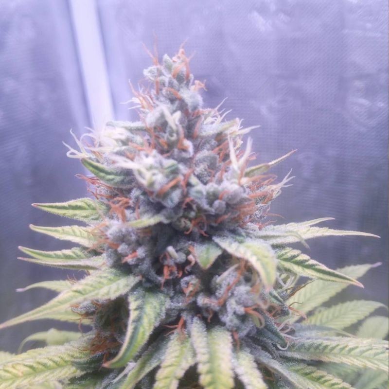 Nasiona marihuany automatyczne Arjan's Haze 3 - odmiana konopi