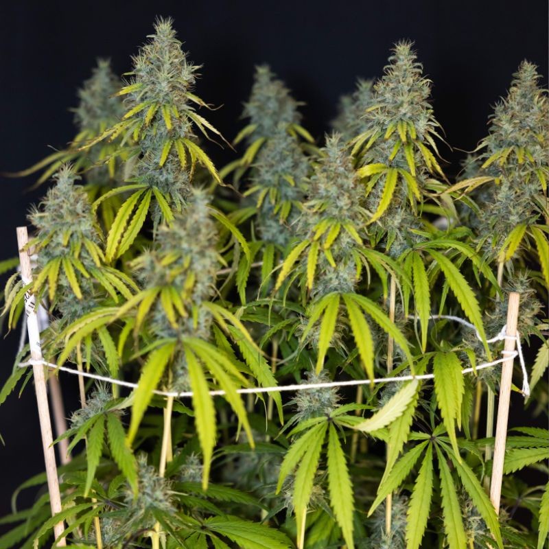 Nasiona marihuany Sweet Valley Kush - opis odmiany konopi