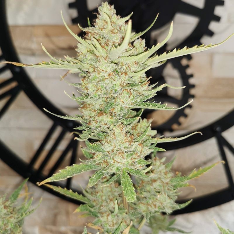 Nasiona marihuany automatyczne Sweet Mango Auto - opis odmiany konopi