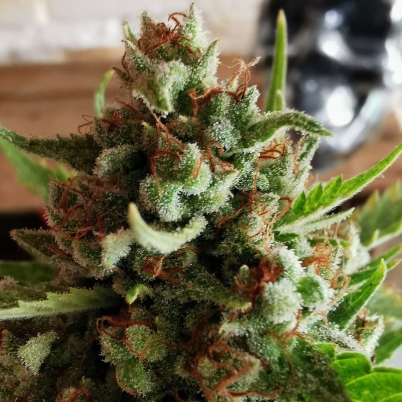 Nasiona marihuany automatyczne Arjan's Strawberry Haze - odmiana konopi