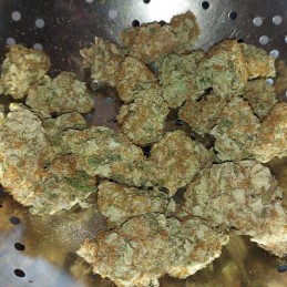 Nasiona marihuany Super Silver Haze - opis odmiany konopi