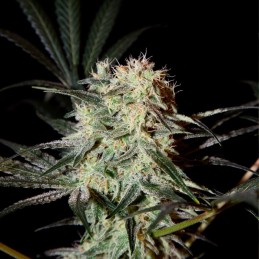 Nasiona marihuany automatyczne Arjan's Ultra Haze 1 - odmiana konopi