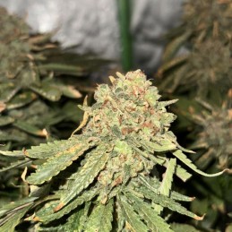 Nasiona medycznej marihuany automatyczne Super Lemon Haze Auto CBD - opis odmiany konopi