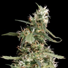 Nasiona marihuany automatyczne Arjan's Ultra Haze 2 - odmiana konopi